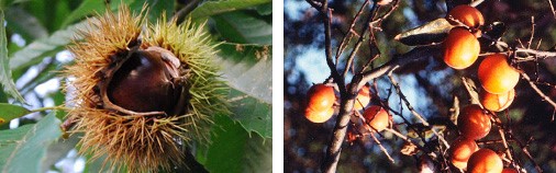 The history of Wagashi