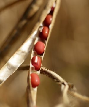 Planting Azuki beans