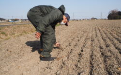 Challenging No-till Cultivation of Glutinous Rice