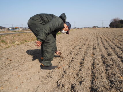 Challenging No-till Cultivation of Glutinous Rice